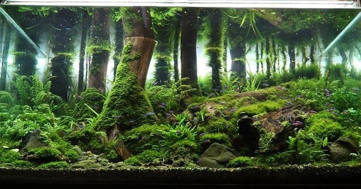 Фотография аквариума, стволы деревьев в лесу